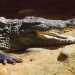 La-ferme-aux-crocodiles-pierrelatte (44)